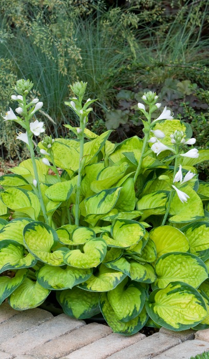 HOSTA RAINFOREST SUNRISE #1