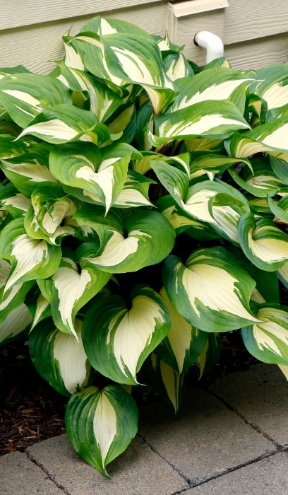 HOSTA RASPBERRY SUNDAE #1