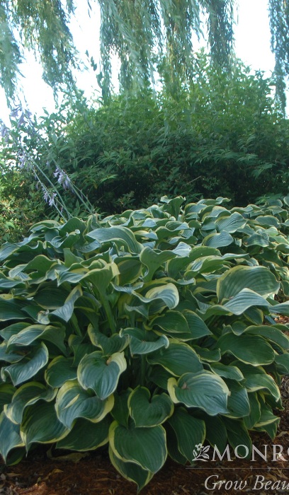 HOSTA REGAL SPLENDOR #1