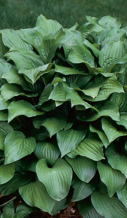 HOSTA ROYAL STANDARD #1