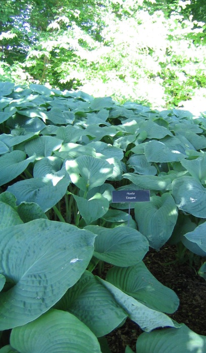 HOSTA SIE ELEGANS #1