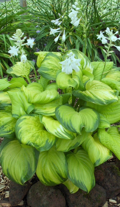 HOSTA STAINED GLASS #1