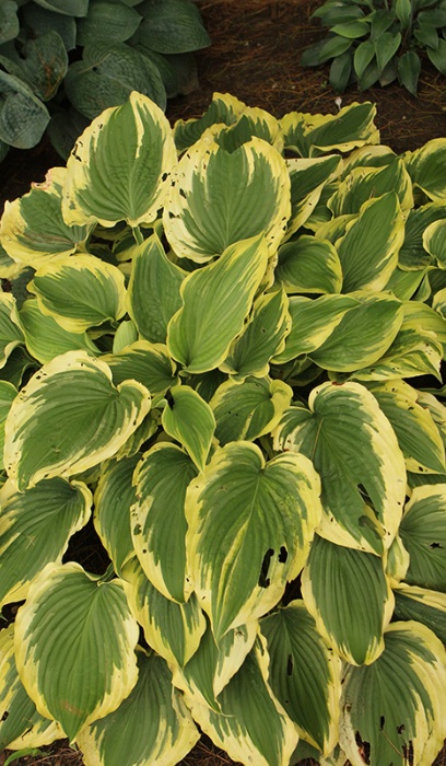 HOSTA TOUCH OF CLASS #5