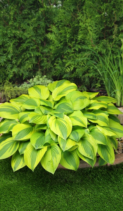 HOSTA VELVET MOON #1
