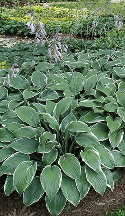 HOSTA WINTER SNOW #1