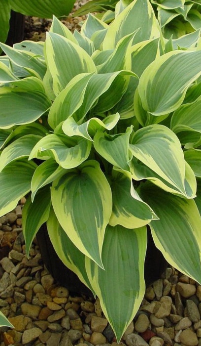HOSTA WOLVERINE #1