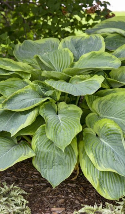 HOSTA WU-LA-LA #1/7" PW