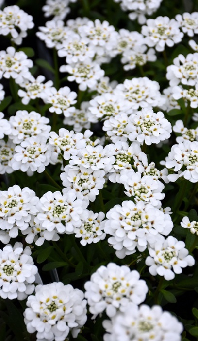 IBERIS SEM PURITY CANDYTUFT #1