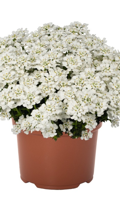 IBERIS SEM WHITE SHADOW #1