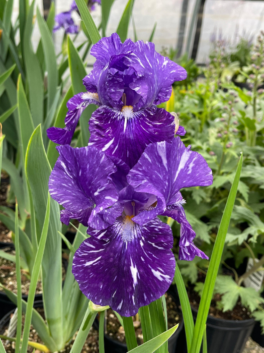 IRIS GER BATIK #1/7" ROY PURP