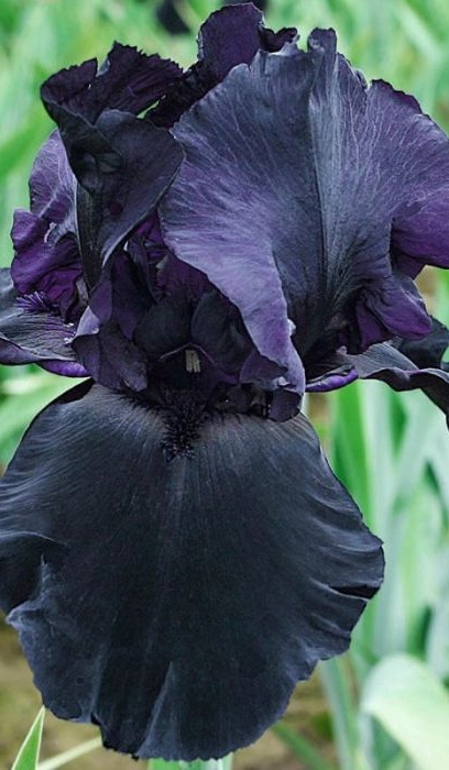 IRIS GER BERNICES LEGACY#1/7"RED