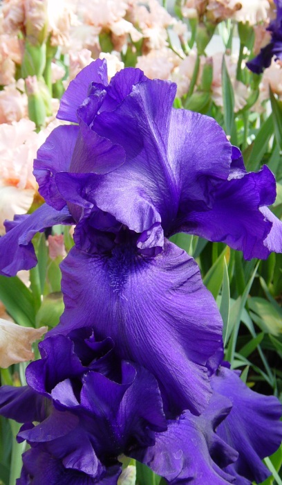 IRIS GER BREAKERS #1/7" BLUE