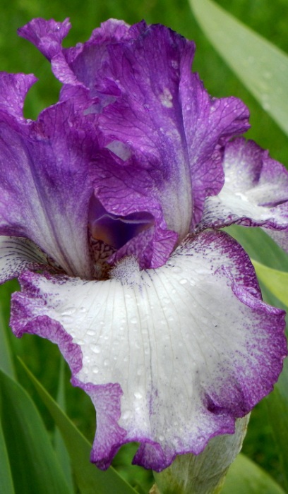 IRIS GER MARIPOSA AUT#1/7"VIOLET