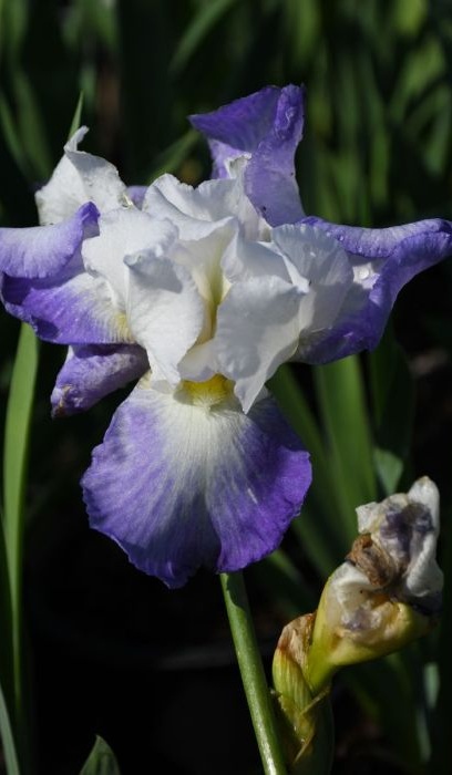 IRIS GER MISSION RIDGE #1/7" V/W