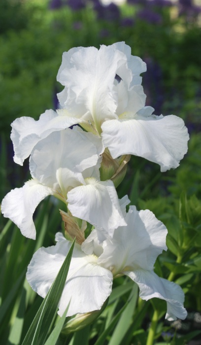IRIS GER IMMORTALITY #1/7" WHITE