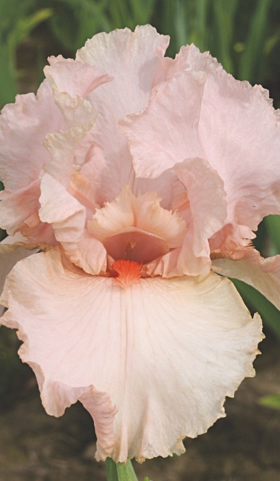 IRIS GER PEGGY SUE #1/7" PINK