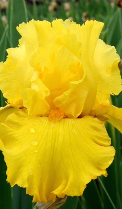 IRIS GER PURE AS GOLD #1/7" GOLD