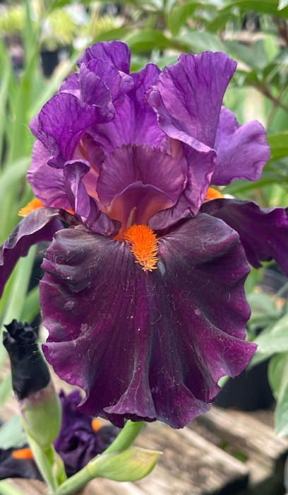 IRIS GER SHARP DR MAN#1/7"DKPURP