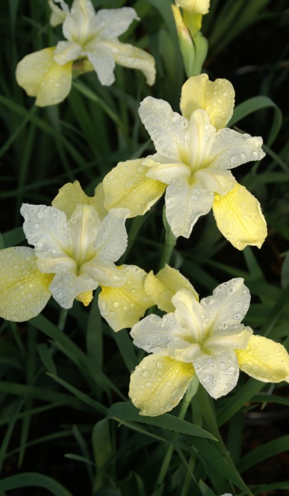 IRIS SIB BUTTER & SUGAR #1