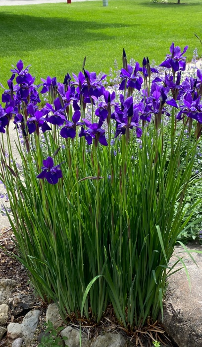 IRIS SIB CAESAR'S BROTHER #1