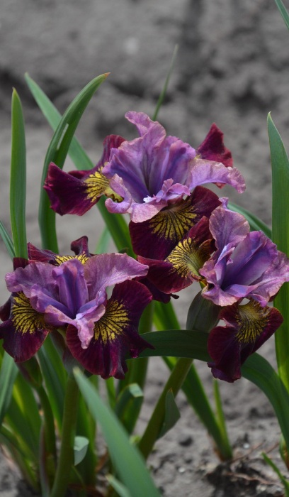 IRIS SIB PEA BTFLY MISS APPLE #1