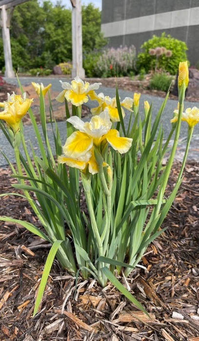 IRIS SIB PEA BFLY SOLAR ENERGY#1