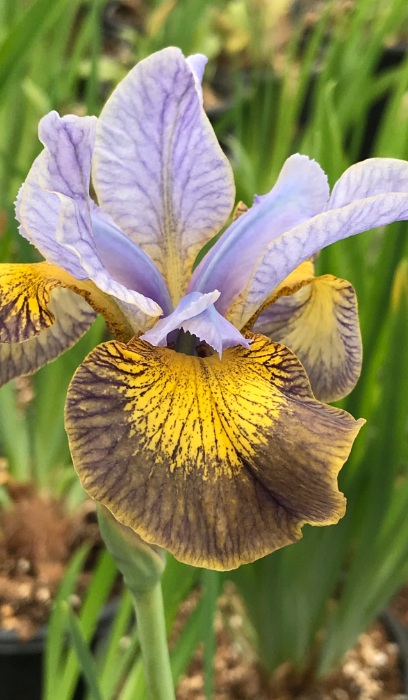 IRIS SIB PEA BTFLY UNCORKED #1