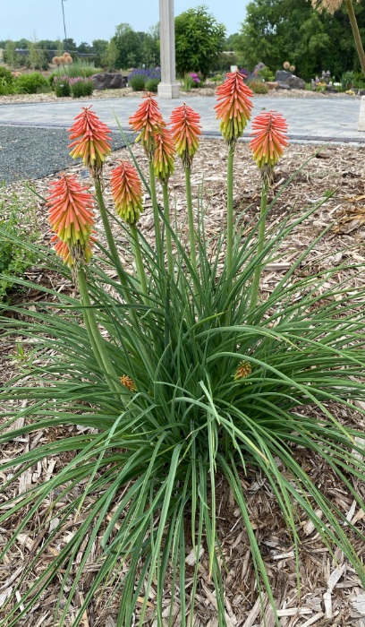 KNIPHOFIA HIR FIRE DANCE #1/7"