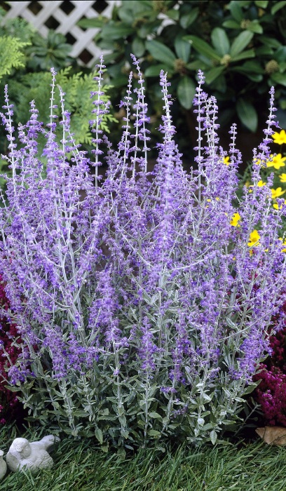 PEROV ATR LITTLE SPIRE #1