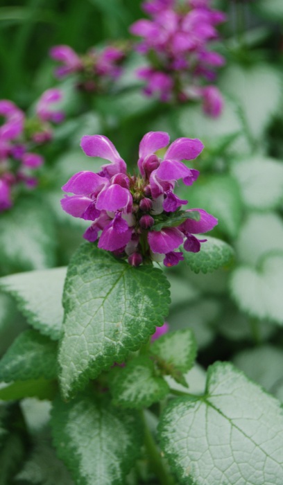 LAMIUM MAC PURPLE DRAGON 4"/10T