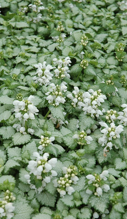 LAMIUM MAC WHITE NANCY 4"/10T
