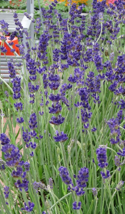 LAVENDULA ANG HIDCOTE BLUE #1
