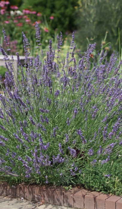 LAVENDULA INT PHENOMENAL #1