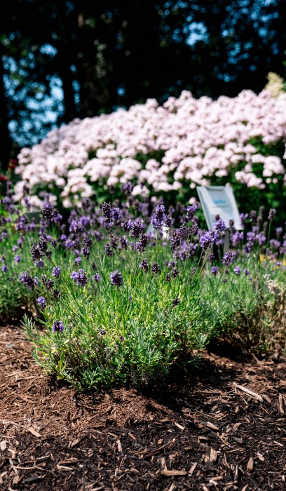 LAVENDULA SUPERBLUE #1