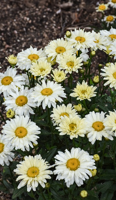 LEUCA SUP BANANA CREAM II #1PW