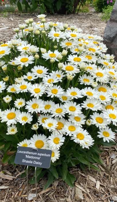 LEUCA SUP MADONNA #1