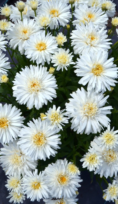 LEUCA SUP SUP MT. HOOD #1