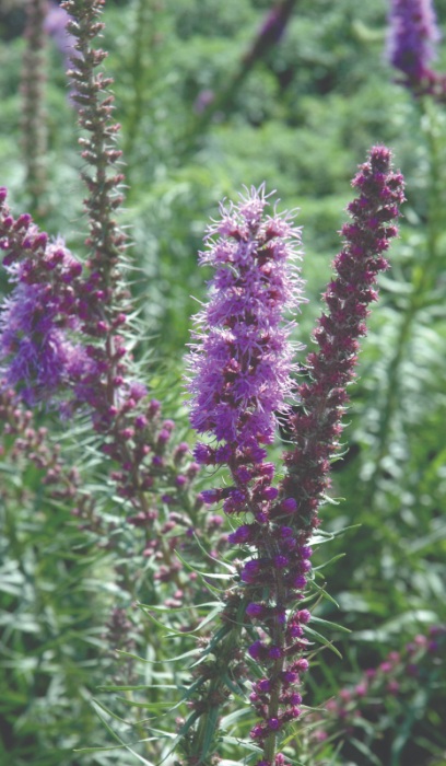 LIATRIS PY PRAIRIE BLAZE STAR #1