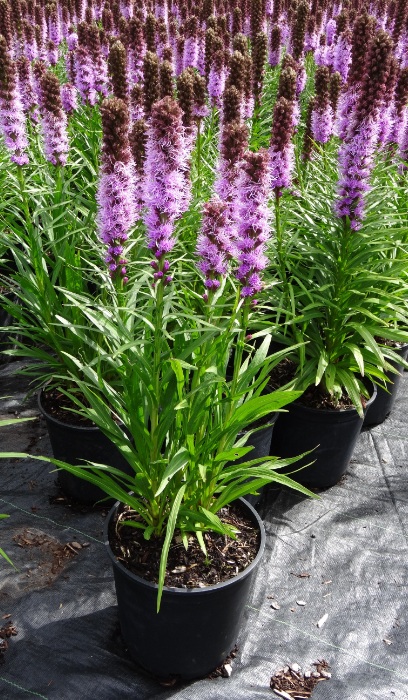 LIATRIS SPICATA KOBOLD #1