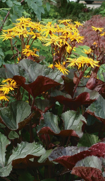 LIGULARIA BRITT-MARIE CRAWFORD#2