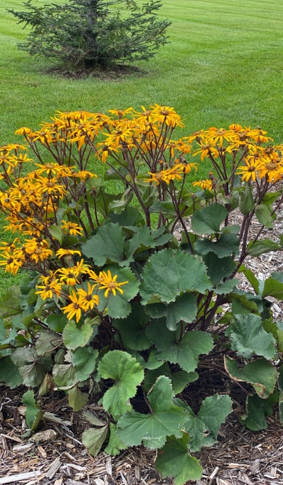 LIGULARIA DEN DESDEMONA #2