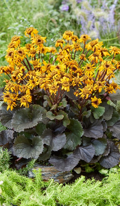 LIGULARIA DEN PANDORA #2