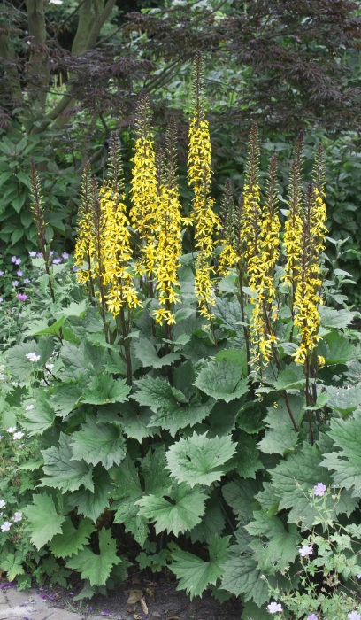 LIGULARIA STE LITTLE ROCKT #2