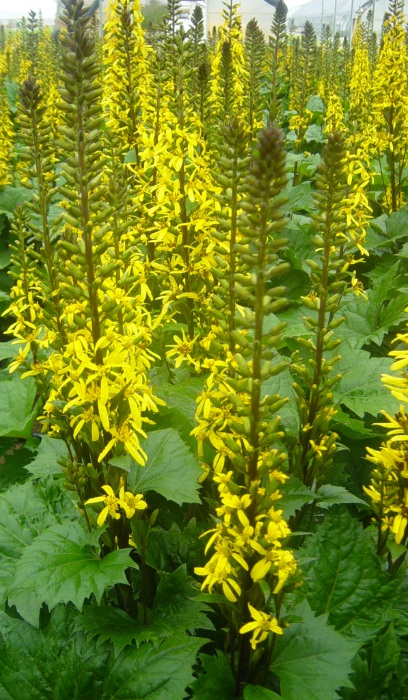 LIGULARIA STE THE ROCKET #2