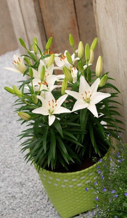 LILIUM ASI SPARKLING WHITE #1/7"