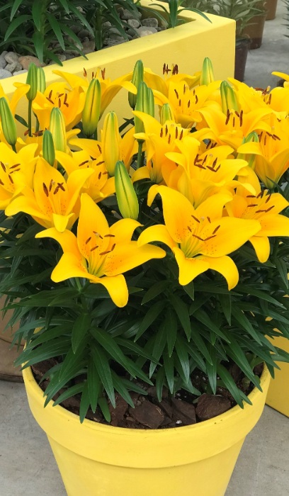 LILIUM ASI TINY BEE #1/7" YLW