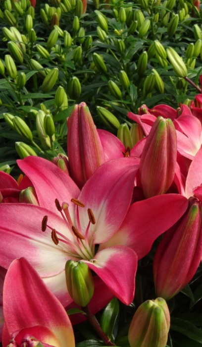 LILIUM ASI TINY DIAMOND#1/7"ROSE