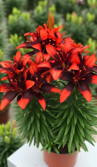 LILIUM ASIATI TINY INK #1/7" RED