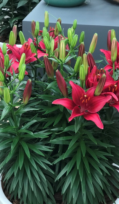 LILIUM ASI TINY GHOST #1/7"PURP