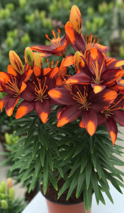 LILIUM ASI TINY LION #1/7"